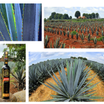 Tequila Baluarte, Arandas Jalisco